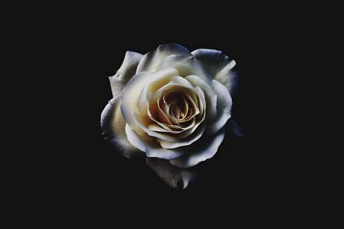 rose closeup of white rose flora