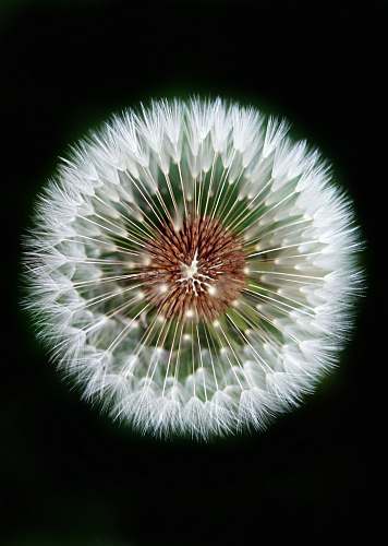 dandelion macro photography of dandelion blossom