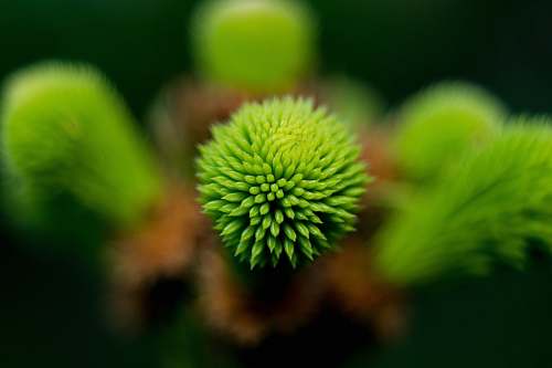 green macro photography of green leaf plant