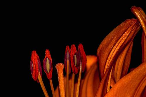 lily macro photography of red petaled flowers red