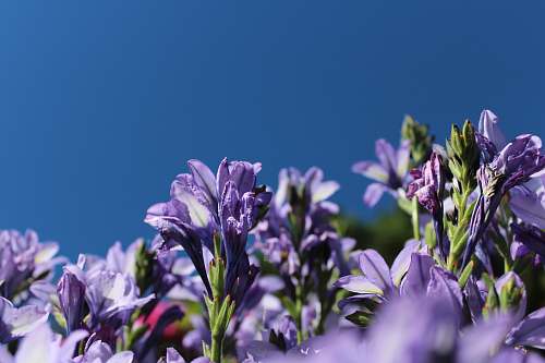 blue purple flowers during daytime sky