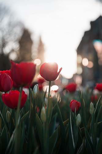 plant red rose flower fields tulip