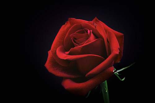 rose red rose flower flora
