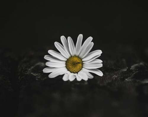 blossom selective color photo of white daisy daisy