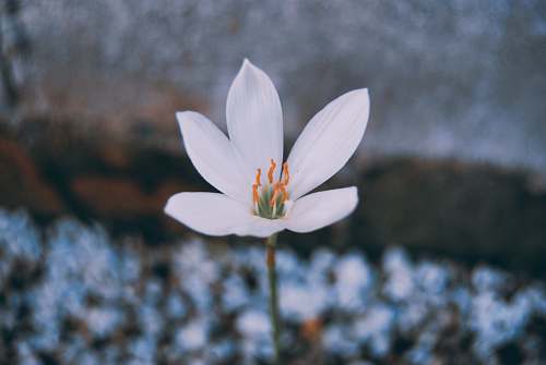 blossom selective focus photo of white 6-petaled flower crocus