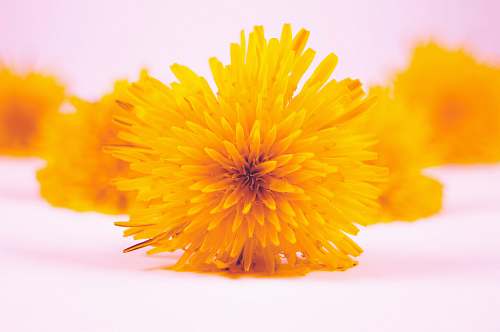 plant selective focus photography of cluster flower dandelion