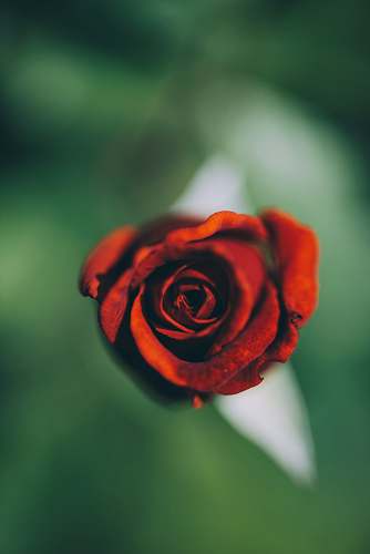 romania selective focus photography of red rose flower rose