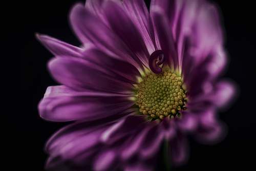 blossom shallow focus of purple flower miami