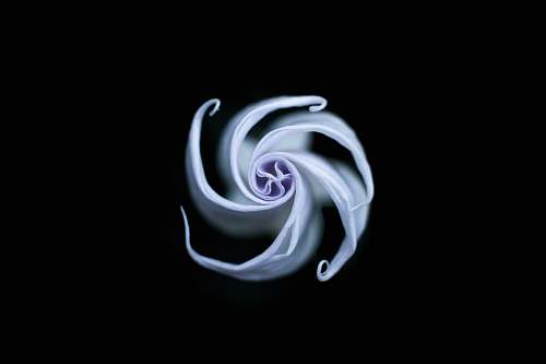 macro white spiral flower abstract