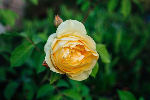 plant yellow rose in bloom rose