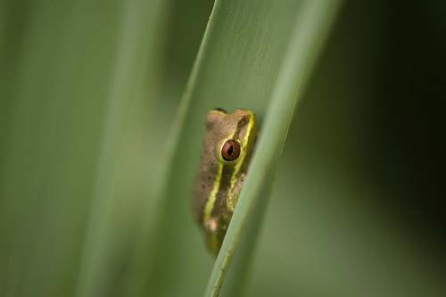 wildlife macro photography of green and gray frog amphibian
