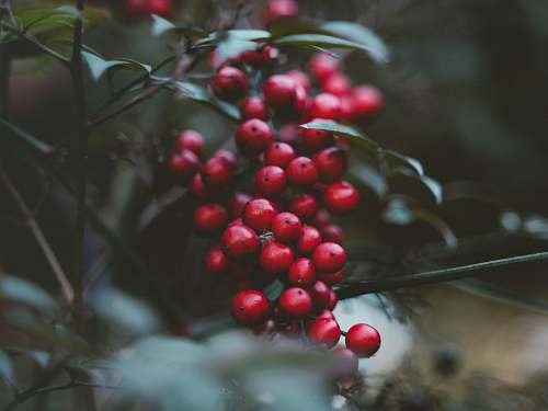 flora red cherries fruit food