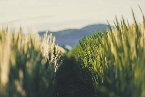 flora field of green grasses during daytime plant
