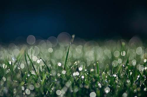 bubble focused photo of green grasses dew