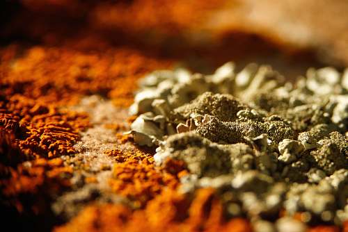 mold brown and gray surface orange