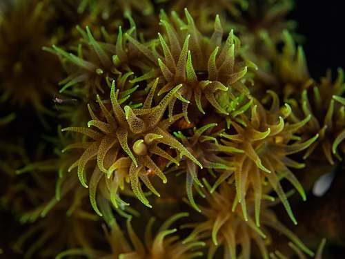 invertebrate green underwater plant animal