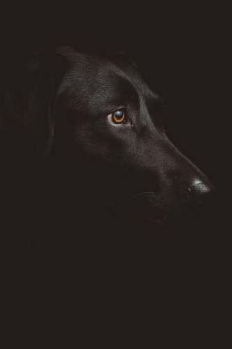 animal black dog photography dog