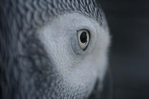 parrot gray and white owl bird