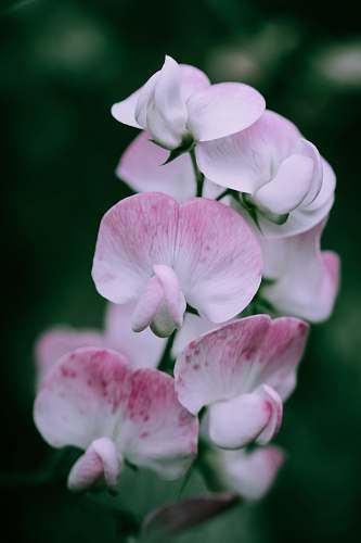 person close-up photo of pink and white orchid people