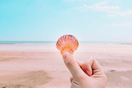 person person holding shell facing sea people