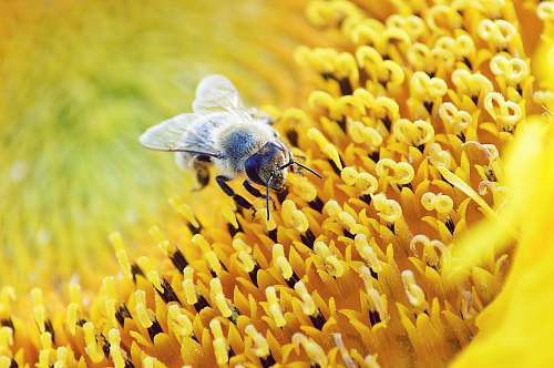 animal bee perched sunflower bee