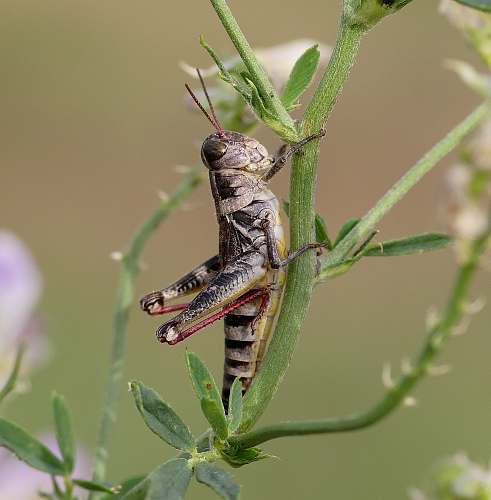 animal black insect on green plant grasshopper