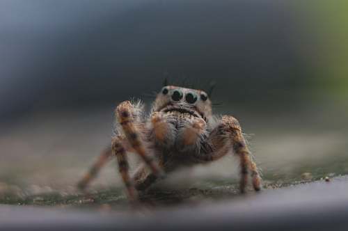 spider brown spider arachnid
