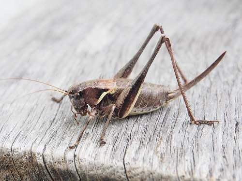 animal grasshopper on wooden surface grasshopper