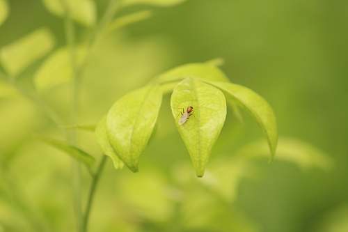 animal green insect on green leaf ant