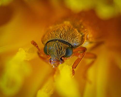 bee macro photography of teal and brown fly animal