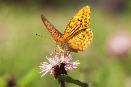 animal orange butterfly pollinating flower butterfly