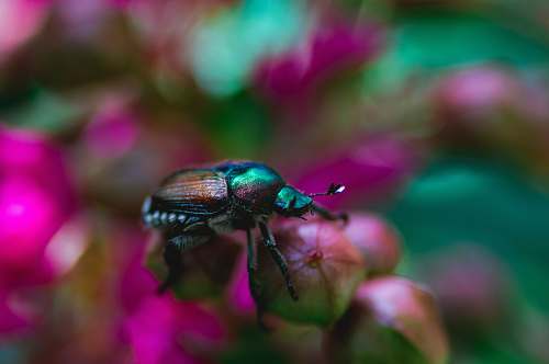 beetle shallow focus photography of black and green bug on pink flower bug