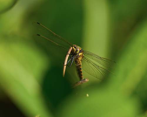 animal shallow focus photography of brown dragonfly dragonfly