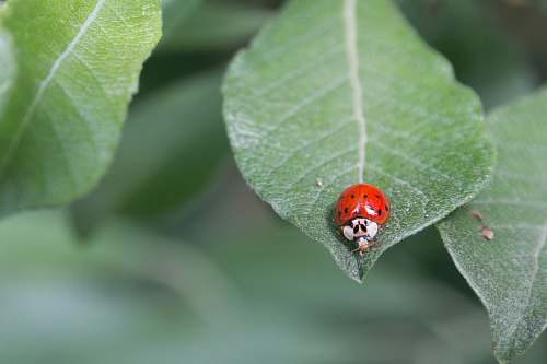 insect red and white bug on green plant animal