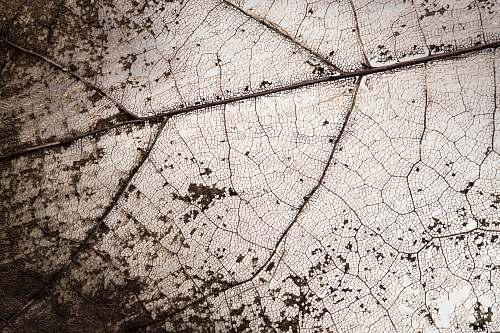 grey  texture