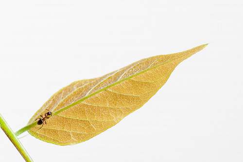 plant black and brown ant flora