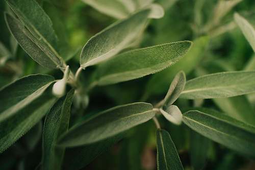 plant green leaf plant flora
