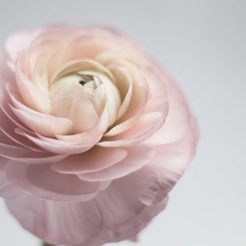 human shallow focus photography of white-and-pink petaled flower flower
