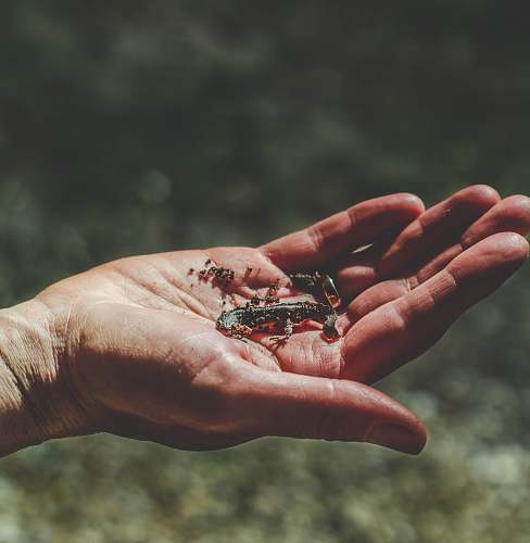 human skink on person palm people