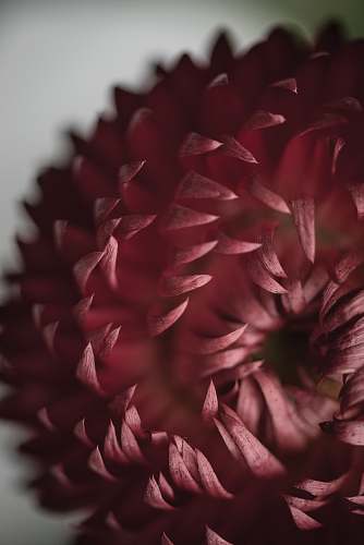 human tilt shift lens photography of red flower petal flower