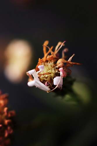 decay selective focus photography of orange petaled flower blossom