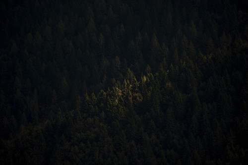 tree aerial photo of trees abies