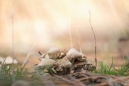mushroom brown mushrooms on ground agaric