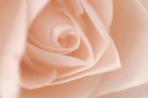 flower closeup photography of white rose rose