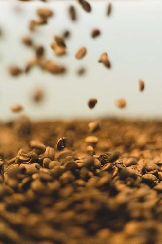 bean coffee bean lot produce