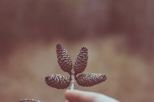 flora four pine cones conifer