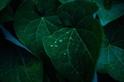 flora green leafed plant leaf