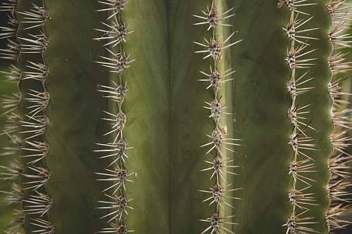 flora macro photograph of cactus plant cactus