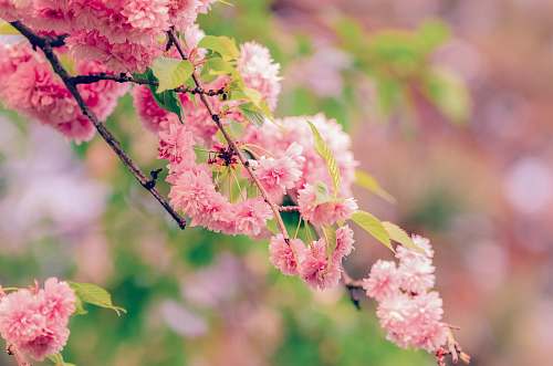 flower macro shot of pink flowers blossom