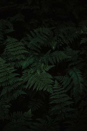 fern photo of Boston fern flora